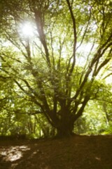 Fototapeta premium Tree in forest on sunny day