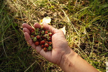 Woman Holding Handful of Freshly Picked Wild Strawberries in Her Palm. Summer Berry Picking and...