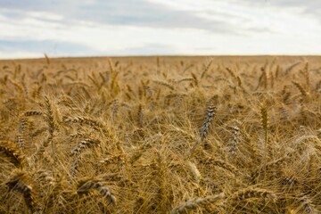 Ripe golden wheat stalks are swaying across horizon under cloudy sky in flat design illustration