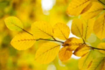 Close-up of yellow plant leaves