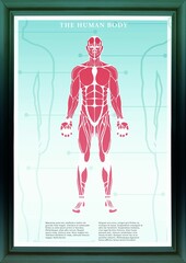 Human body muscles in frame