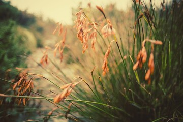 Close up of grass growing on field