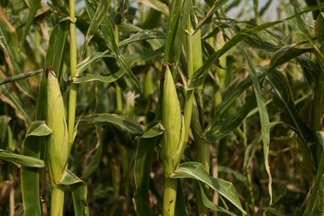 Field crops on a sunny day