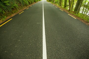 Flat-design asphalt road is curving into forest canopy with white center line and yellow markers