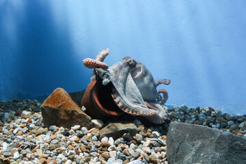Nagoya, Japan – April 15, 2024: The coconut octopus (Amphioctopus marginatus), also known as the...