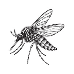 Mosquito Engraving Vector Illustration