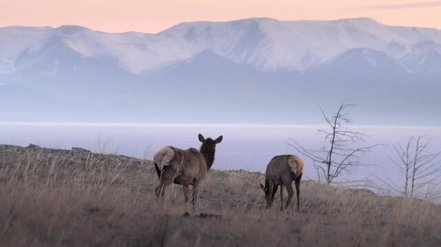 A pair of grazing deer against the backdrop of snow-capped mountains and lake