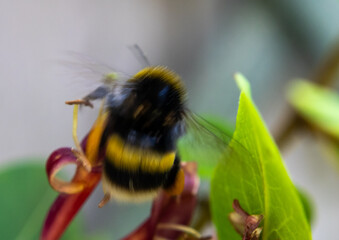 Close-up of a bumblebee using with a slow shutter speed to show motion of pollinator insect