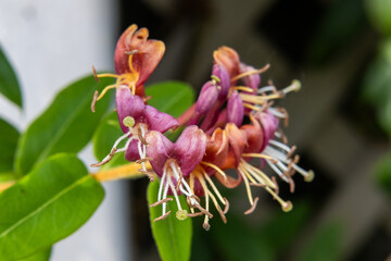 Close-up of honeysuckle flowers with their distinct elongated petals and prominent stamens