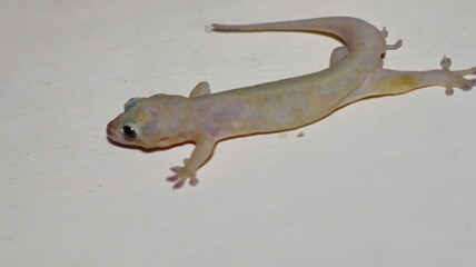 Close up of a House Gecko on a Wall Surface in Natural Indoor Lighting