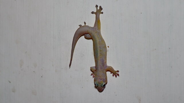 Close up of a House Gecko on a Wall Surface in Natural Indoor Lighting