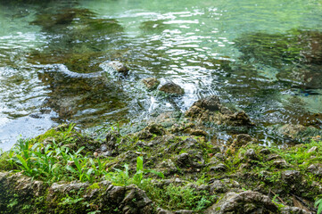 Clear freshwater stream flowing over mossy rocks with lush green plants growing at the edge. A peaceful, natural scene perfect for themes of tranquility, ecology, and untouched wilderness.