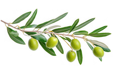 High-resolution olive branch with green olives and leaves stock photo for design elements and mockups isolated on transparent background