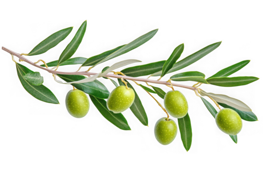 High-resolution olive branch with green olives and leaves stock photo for design elements and mockups isolated on transparent background