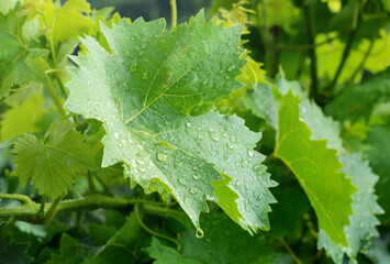 Raindrops on a large grape leaf, selective focus