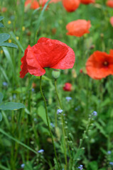 Red poppy flower growing on a stem against a background of green grass