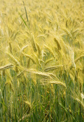 Several ripening ears of wheat