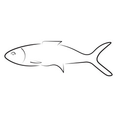 Clean line art of a milkfish silhouette, ideal for seafood packaging, educational materials, marine biology visuals, fishing guides, and culinary-themed vector assets.