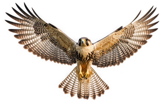 Majestic peregrine falcon flying with open wings bird of prey wildlife photography stock image vector illustration isolated on transparent background