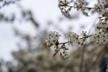White blossoming apple trees. White apple tree flowers