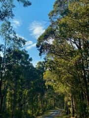 Serene Forest Drive Under Clear Blue Sky.