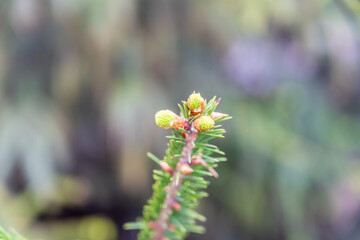 Closeup of fir branches with young buds. Spring nature concept. Fir branches with fresh shoots