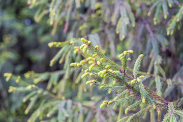 Closeup of fir branches with young buds. Spring nature concept. Fir branches with fresh shoots