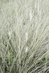 Made by hand real photograph green grass shrub white boho floral nature vertical texture background