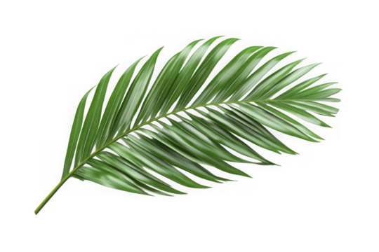 Tropical palm leaf green frond foliage exotic plant nature botanical illustration vector graphic isolated on transparent background