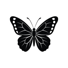 butterfly isolated on white