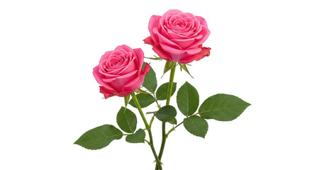 Fototapeta premium Two Pink Roses On Black Background