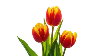 Obraz premium Three Red And Yellow Tulips
