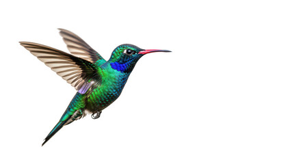 Obraz premium Sparkling Violetear Hummingbird In Flight