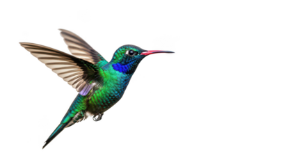 Sparkling Violetear Hummingbird In Flight