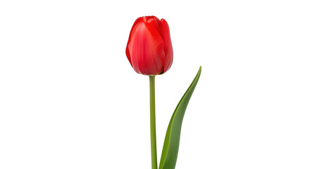 Fototapeta premium Single Red Tulip On Black Background
