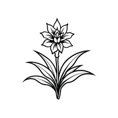 black and white flowers