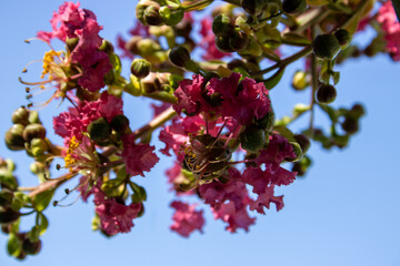 Pink Crepe Myrtle Flowers Against Blue Sky