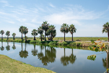 Scenic view of palm trees and reflections on the water at the malecon in Jamay, Jalisco, under a clear sky