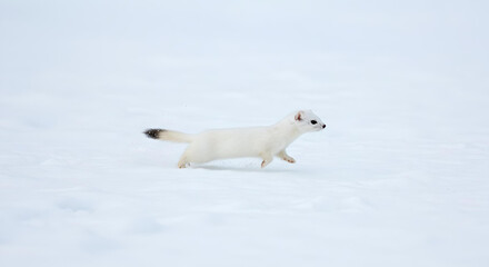 雪原を歩く冬毛のオコジョ（ヤマイタチ）｜純白の世界に溶け込む美しい野生動物の自然な横姿を捉えた写真 -生成AI