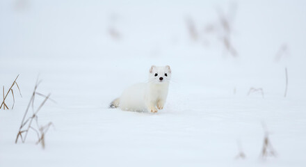 雪原に佇む冬毛のオコジョ（ヤマイタチ）｜純白の毛皮でカモフラージュされた可憐な小動物のポートレート -生成AI