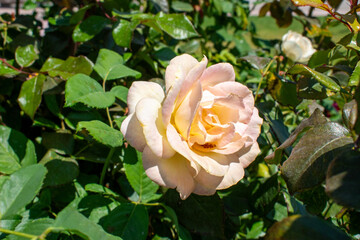 Delicate cream rose with soft pink tones blooming in garden sunlight in Jamay, Jalisco, Mexico, surrounded by green leaves
