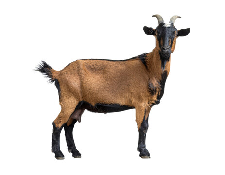 Jamunapari goat with long ears and arched nose standing isolated on white background