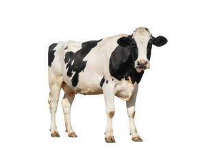 Holstein cow with black and white patches standing isolated on white background