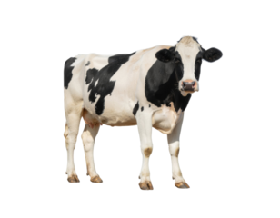 Holstein cow with black and white patches standing isolated on white background