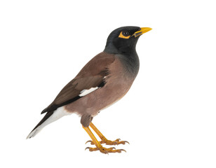 Fototapeta premium Common myna bird with yellow beak and brown feathers perched isolated on white background 