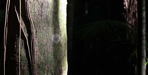A tree trunk in sunlight with vines, dark background