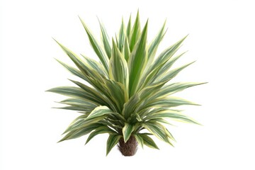 Fototapeta premium Variegated yucca plant with green and yellow striped leaves isolated on white background