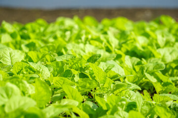 Chinese cabbage is a plant in the Cruciferae family. Its scientific name is Brassica chinensis. Jusl var parachinensis (Bailey) Tsen & Lee. Grown in the garden.