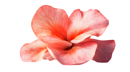 A delicate coral blossom with graceful petals unfurls against a stark transparent background, offering a captivating botanical element ideal for diverse designs.