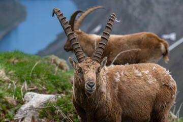 Wildtiere in freier Wildbahn - Steinböcke